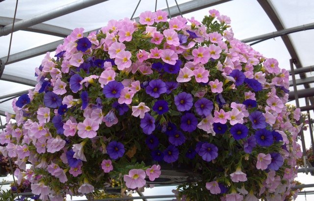 calibrachoa-mix-lila-rosa-kruka-hängande