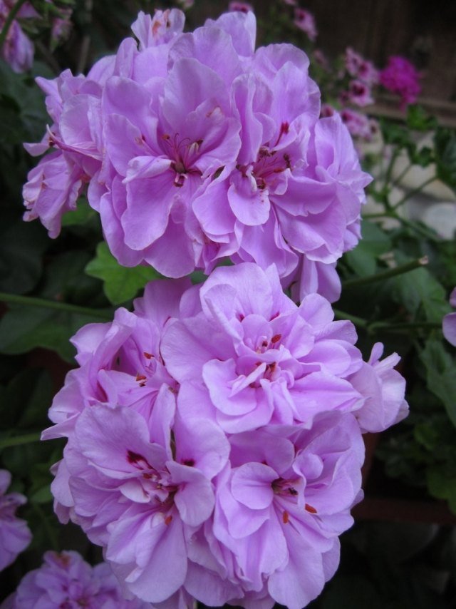 pelargonium-blomma-balkong-sol-idé-lila