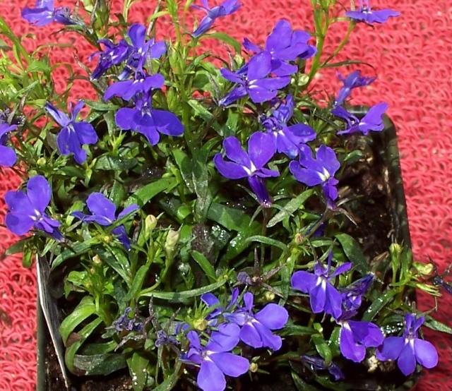 Lobelia-lila-blå-nära-bild-solterrass