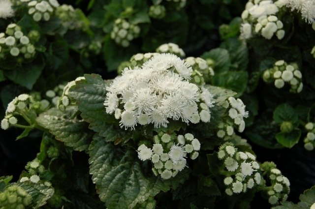 Ageratum-Aloha-dvärg-vit-solig-balkong-blomma