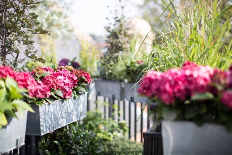 Balkongväxter för soliga balkonger-blommor-växande-gröna-plantering-vård-tips