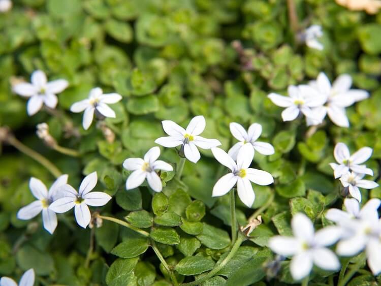 Markskydd Isotoma vita blommor blommar från maj till september