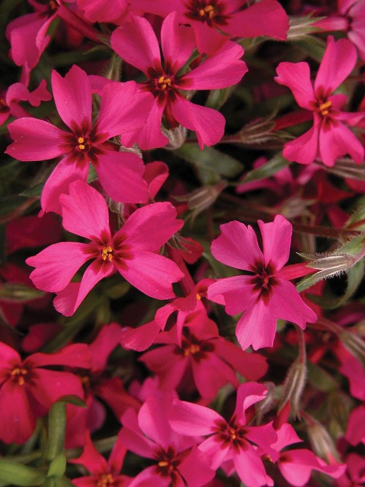Vilken marktäckning har röda blommor phlox mattbildande perenner