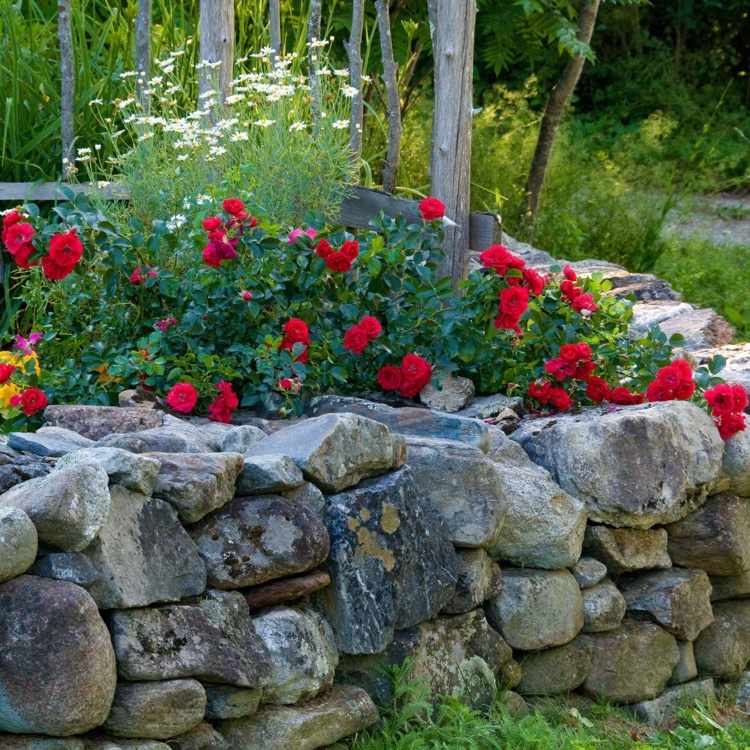 Markskydd rosor röda blommor i trädgården