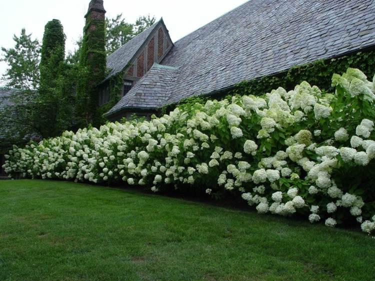 Som planterar som en sekretessskärm från grannarna - Panicle hortensia (Hydrangea paniculata) för en häck av buskar