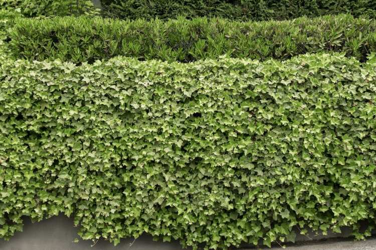 Låt murgröna växa på ett kedjelänkstaket eller annat klätterhjälpmedel