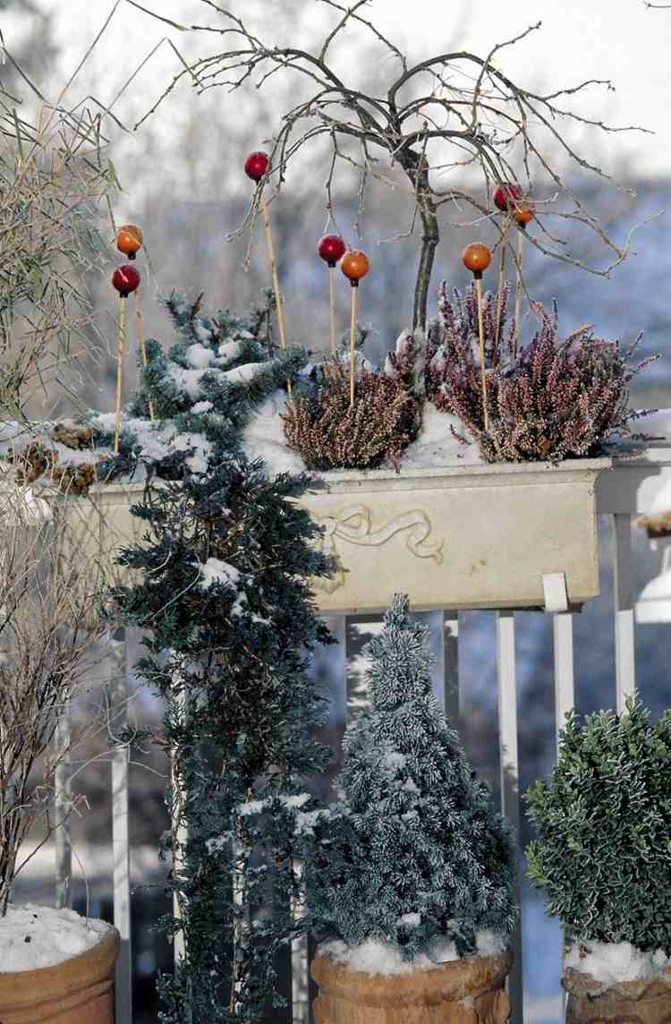 Barrträd i dvärgformer och erikor i blomlådor på balkonger på vintern