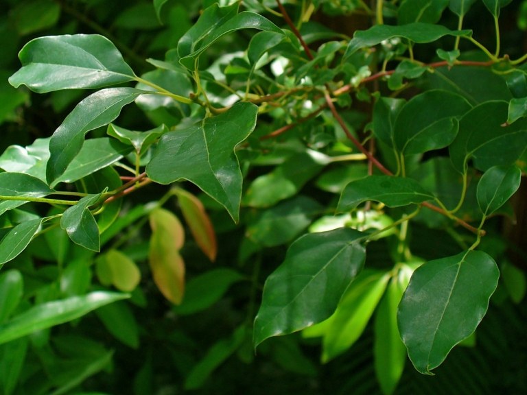 Kamferträdet (Cinnamomum camphora) skrämmer bort flugor och andra insekter i trädgården