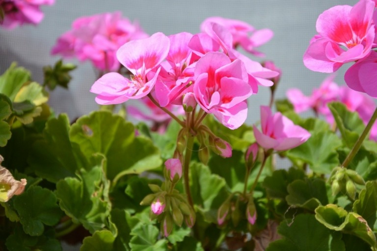 Geranium i rosa (Pelargonium) och rospelanium i kampen mot irriterande flygande insekter