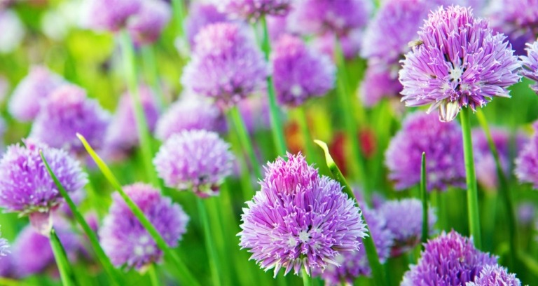 Växter mot flugor för utomhus - Allium med vackra lila blommor
