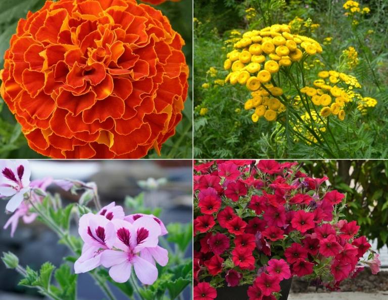 Växter mot flugor på balkonger och i trädgården med ringblomma, pelargon och petunia