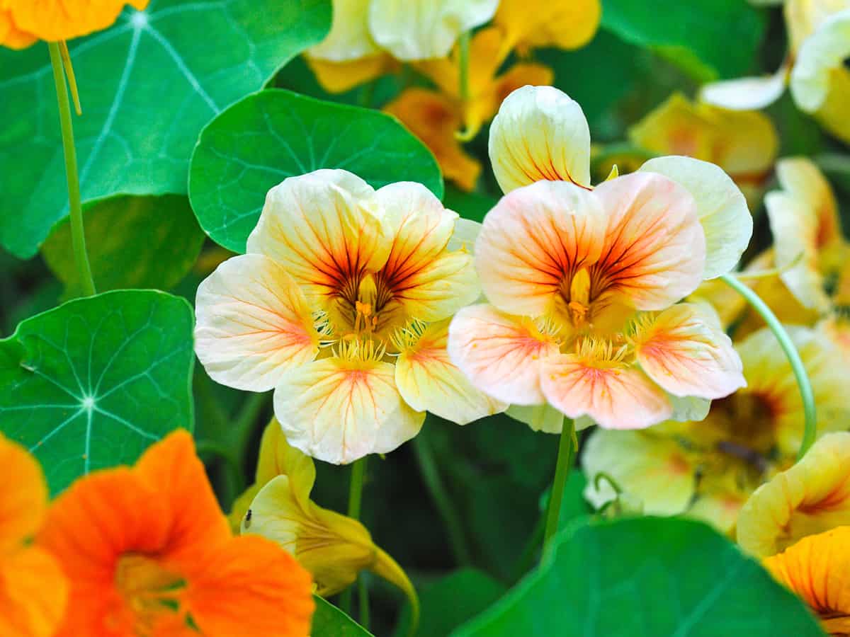 Nasturtium med krämfärgade och orange blommor för insektsbekämpning