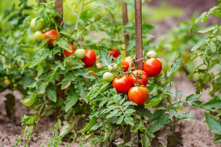 Tomater och böna växter avger dofter som flygande insekter inte gillar