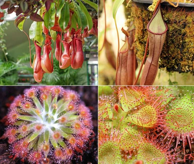 Krukväxter (Nepenthes) och soldagg (Drosera) som köttätande växter för inomhus och utomhus