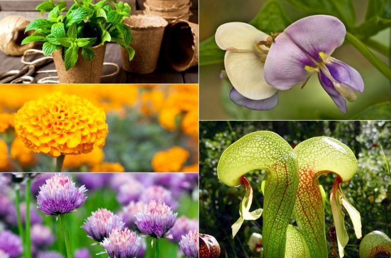 Växter kontra flugor - Vilka grönsaker, träd, blommor och örter