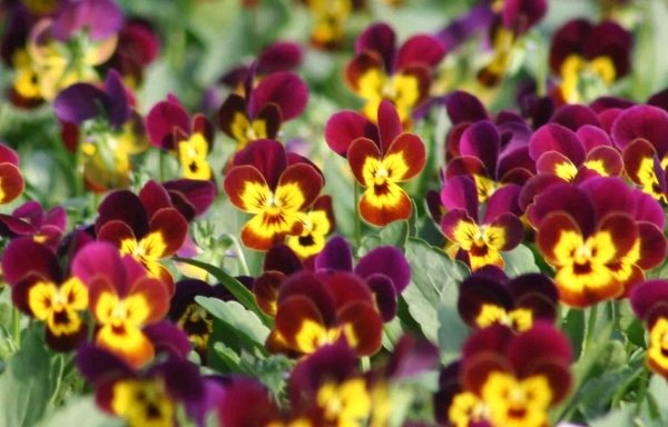 Pensy Flower Garden- Höstträdgårdsskikt Idéer
