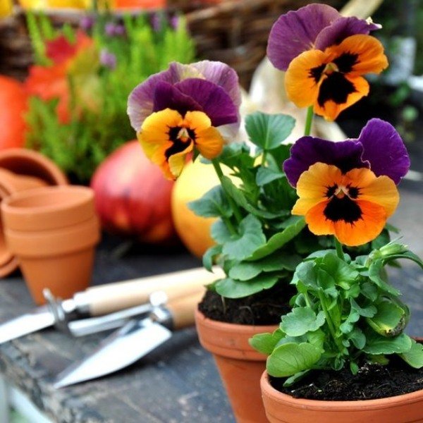 Viloläge penséer i blomkrukor - vinterträdgårdsidéer