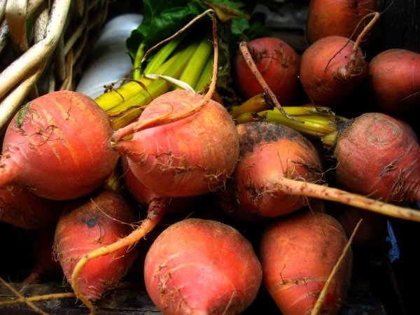 Rädisa Blomsträd Trädgårdsskötsel Tips Trädgårdsträdgård