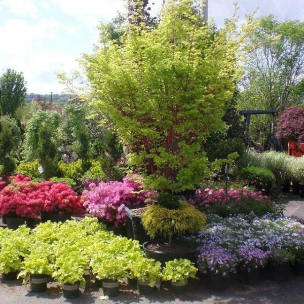 Träd Buskar Falla Trädgårdsidéer-Hardiga blommor Typer Vårblomare