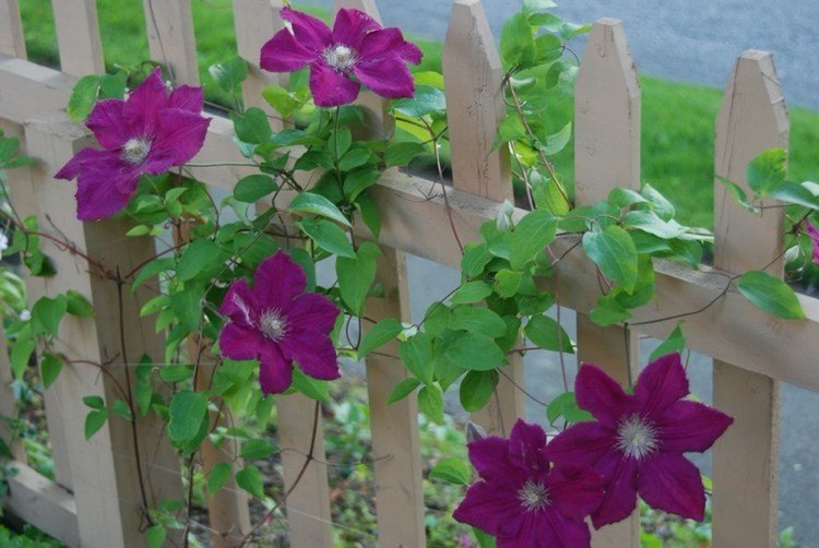 Clematis runt ett staket