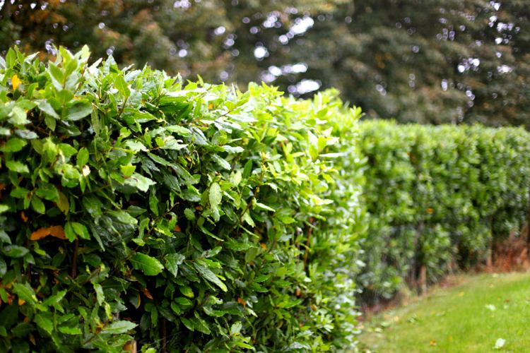 Växter som integritetsskydd hedge-laurel hedge-cherry laurel-evergreen