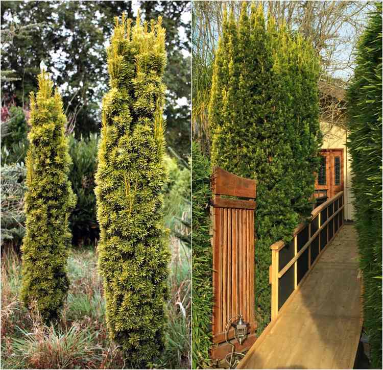 Växter som en sekretessskärm till grannarna smala Taxus baccata pelare trä