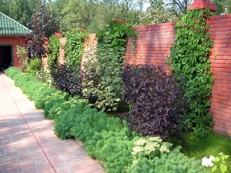 Sekretess-skydd-växter-grannar-radhus-röd-lövverk-bubbla-sparvar-klättring-växter-tegel-vägg