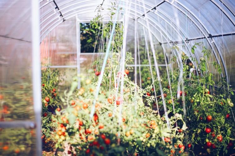 Växthus för odling av tomater