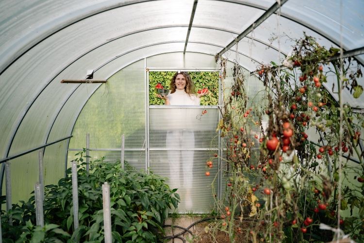 Växthus av polykarbonatark för tomater