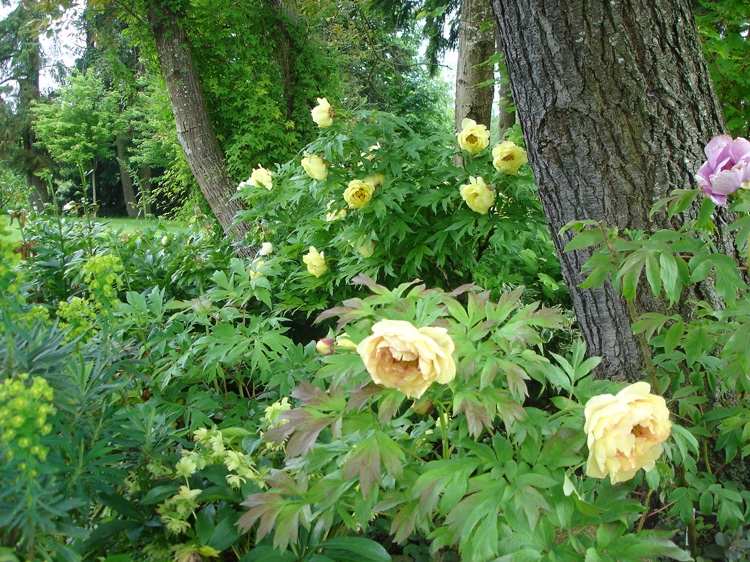Buskpioner bland bommar växter gula blommande perenner för skugga