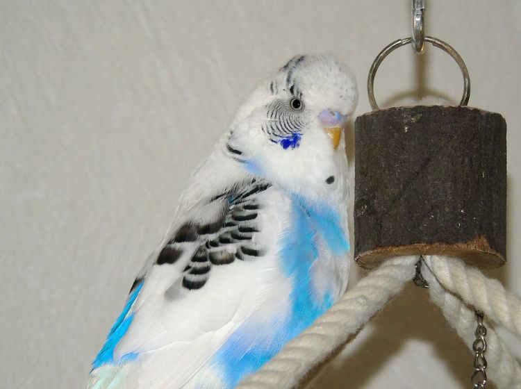 Undulater håller art-lämpliga djurhållning fågel rep trådar matsmältning hänga bit av trä bit-sized