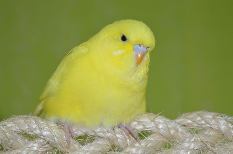 Undulater håller djurskydd fågel rep trådar matsmältning säkerhetsåtgärder