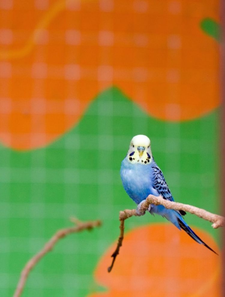 Undulater behåller djurskydd fågel husdjur fotograferar gren framifrån bakgrund