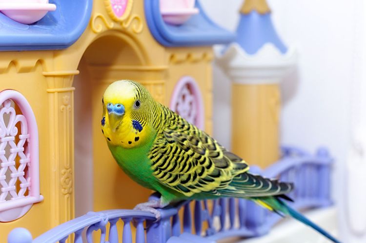 Budgie leksakstillbehör gör dig själv eller köp DIY fågelleksaker papegoja barnleksaker håll dig borta