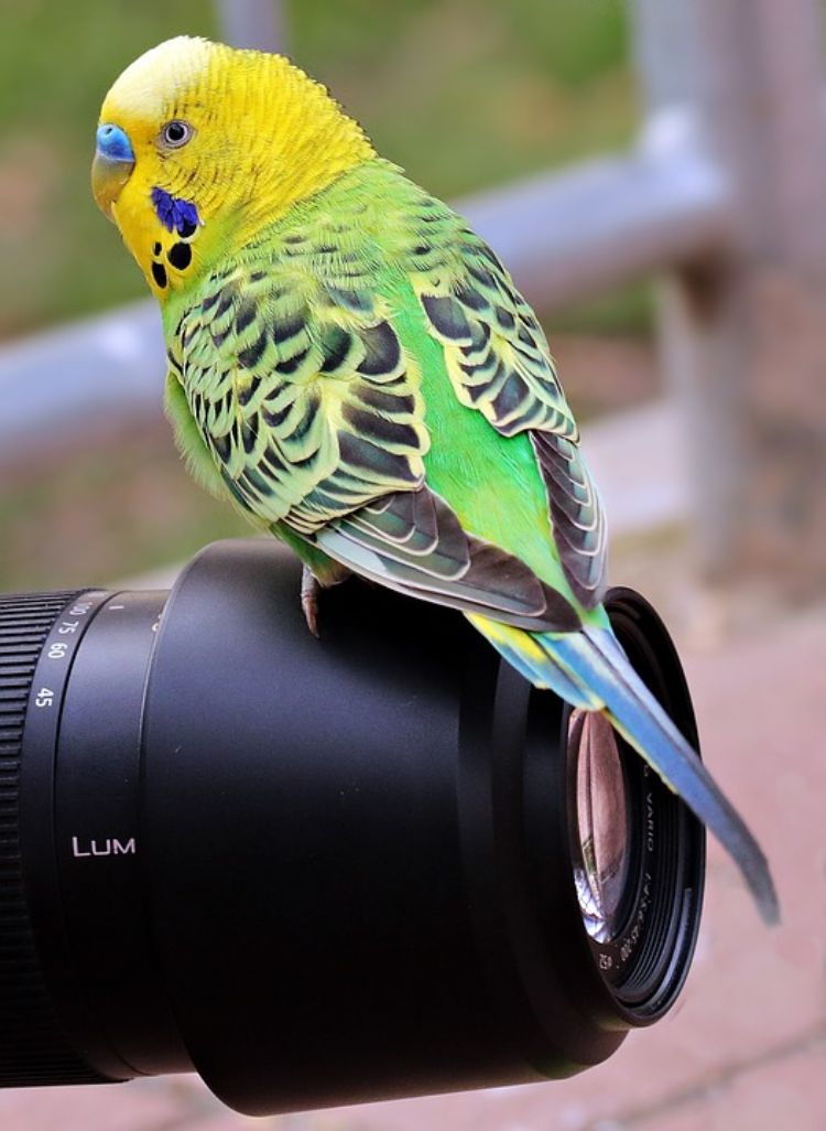 Undulater behåller djurskydd fågel vilda fotografera kameralins