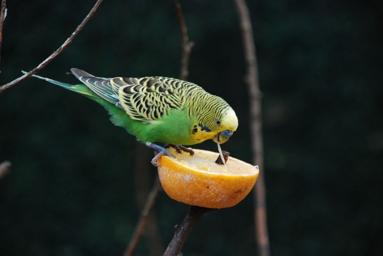 Undulater behåller djurskydd fågelbur fågelbur näring mat apelsin äter