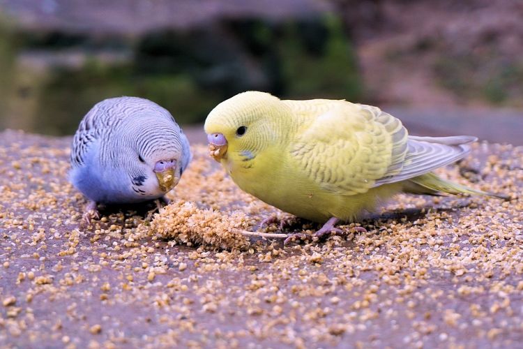 Undulater håller art-lämpliga djurhållning fågelbur fågelbur näringsfoder mat foder säd sötgräsfrön