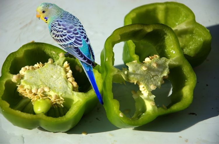 Undulater behåller djurskydd fågelbur fågelbur näring mat grönsaker grön paprika