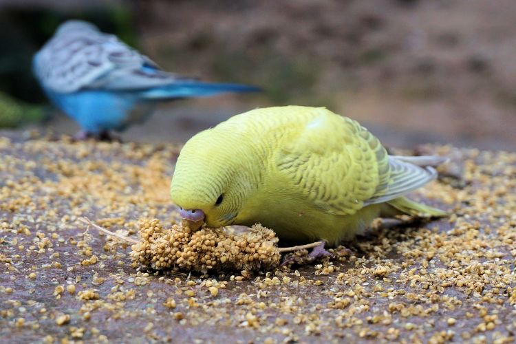 Undulater behåller djurskydd fågelbur fågelbur näring mat foder spannmål sweetgrass frön närbild