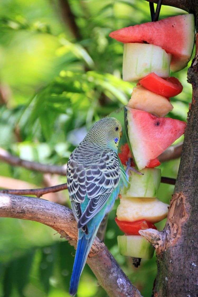 Undulater behåller djurskydd fågelbur fågelbur näring mat vattenmelon gurka fruktträd