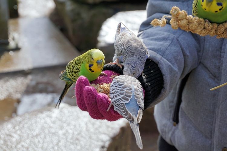 Undulater håller djurens välbefinnande fågelbur fågelbur näring mat frön foder hand