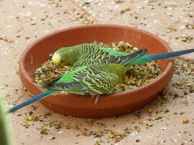 Undulater håller djurskydd fågelbur fågelbur näring mat frön matskål