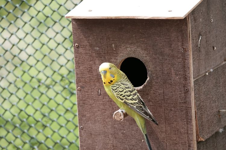 Undulater håller djurskydd fågel husdjur landade fågel hus