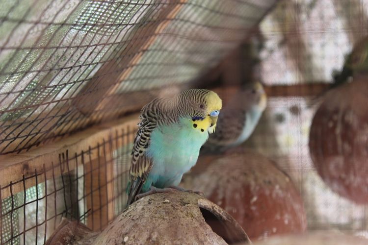 djurskydd fågelbur håller aktiv undulat papegoja