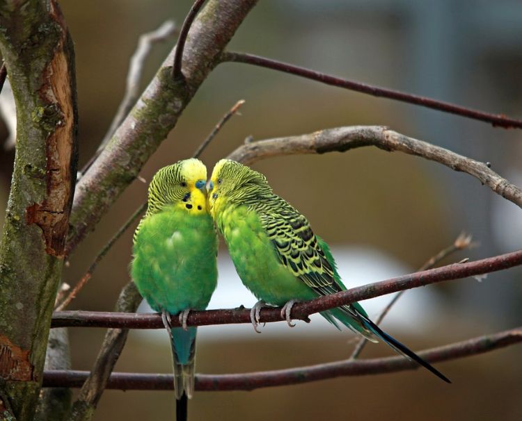 Undulater håller djurens välbefinnande fågel vilda parning hitta kamratskap partnersamhälle
