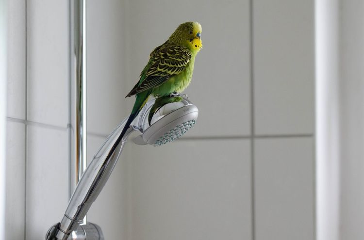 Undulater använder mänskligt hållande fågelskydd för husdjur med duschhuvud