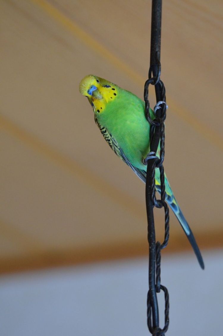 Undulater använder mänskligt att hålla fågelskyddssäkerhetskedja hängande