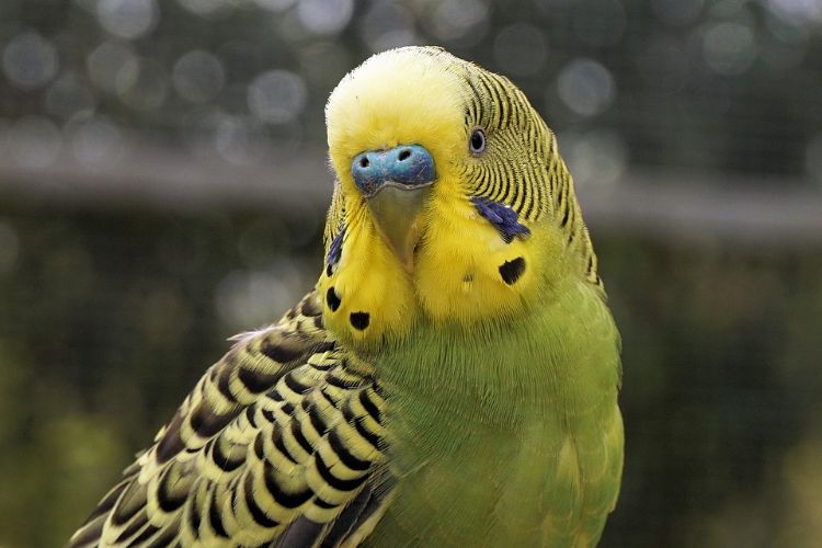 Undulater håller art-lämpligt djurhållning fågelprofil gräsmarker ursprung livsmiljö australien inlandet