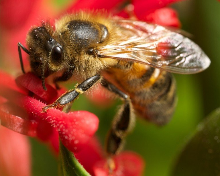 bättre bin ser insekter människor
