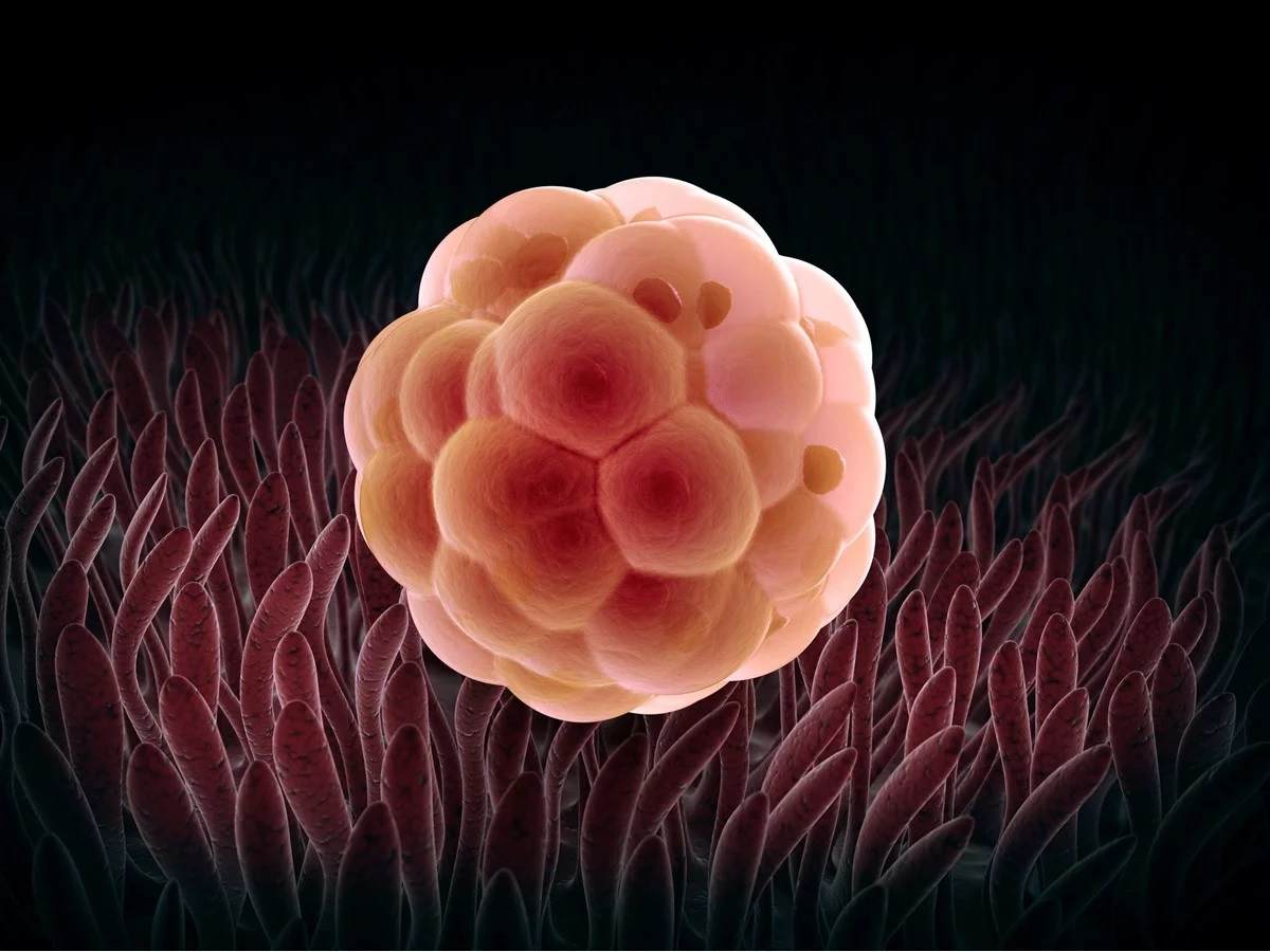 Embryo och utveckling av fostret - Om kvinnan är 1 vecka gravid, delar cellerna sig